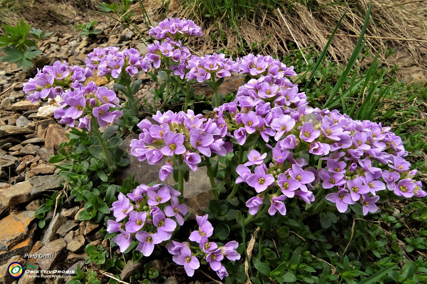 76 Petrocallide dei Pirenei (Petrocallis pyrenaica) .JPG